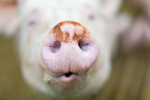 Schwein wird in China gerne gegessen, auch der Kopf (Symbolfoto).  | Foto: Friso Gentsch (dpa)