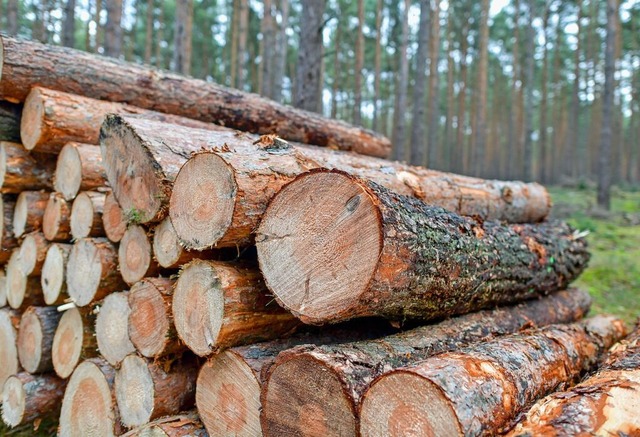 Der Abtransport von Holz aus dem Deger...cht ber Inzlinger Gemarkung erfolgen.  | Foto: Patrick Pleul