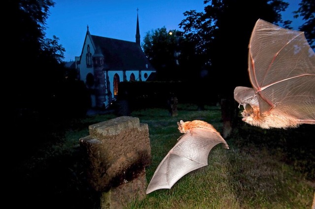 Nchtliche Flugknstler: Auf dem Bild ...use am Bergfriedhof in Lahr unterwegs.  | Foto: Volker Mnch