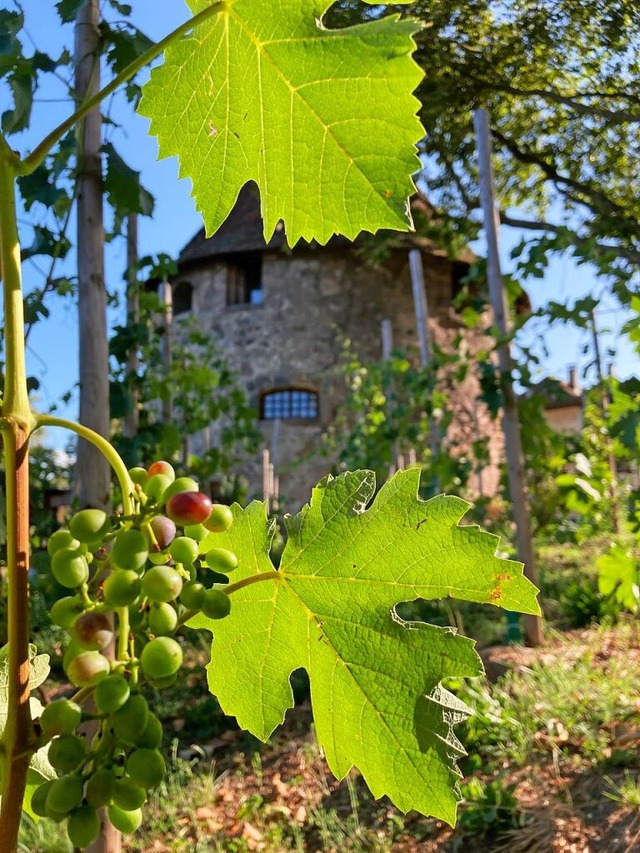 Urban Gardening, urbanes Grtnern: Auc...m an Arten in der Stadt grer machen.  | Foto: Annemarie Rsch