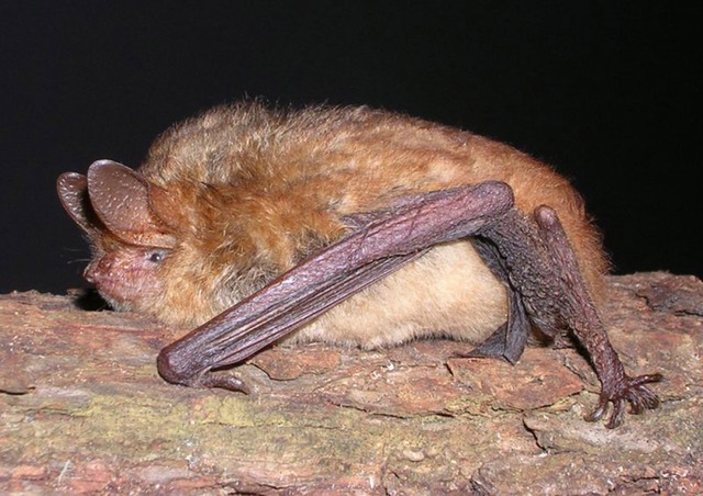 In Lahr gibt es eine besonders groe Kolonie an Wimperfledermusen.  | Foto: Carsten Trappmann