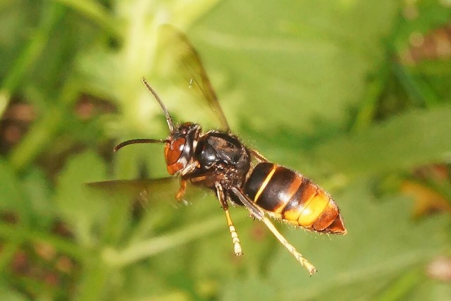 Die Asiatische Hornisse breitet sich a... und bedroht die heimische Honigbiene.  | Foto: Stefan Berg