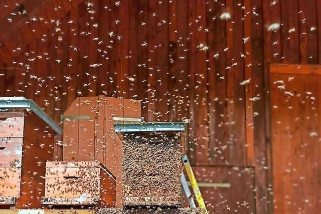 Schwrmendes Volk: Imker St. Mrgen betreuen 19 Millionen Bienen