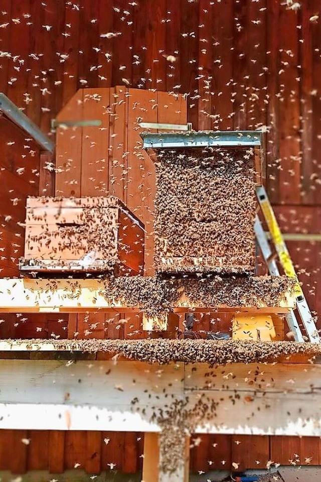 Es summt und brummt in St. Mrgen.  | Foto: Bienenzuchtverein St. Mrgen