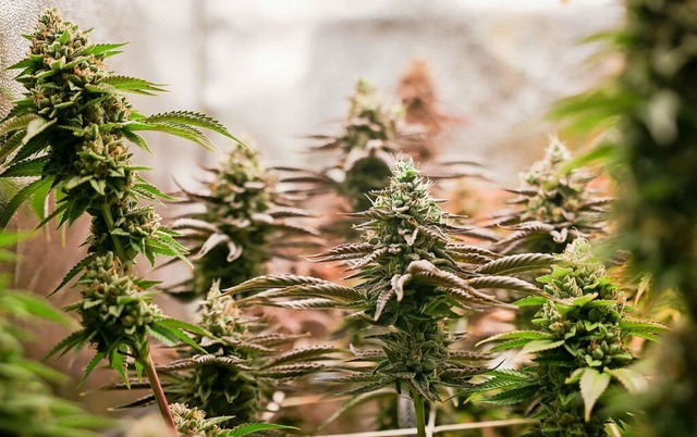 Erntereife Cannabispflanzen stehen in ...icher Beleuchtung in einem Privatraum.  | Foto: Christian Charisius (dpa)