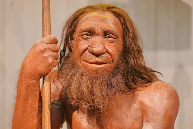 Diese Nachbildung eines Neandertalers steht im Neanderthal-Museum in Mettmann.  | Foto: Oliver Berg (dpa)