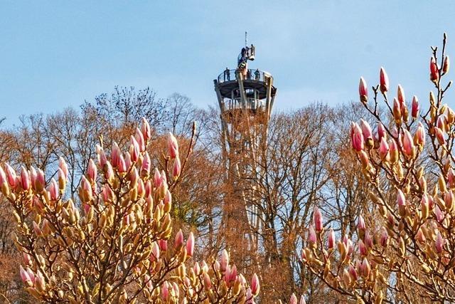 Magnolien schmcken den Schlossbergturm in der Ferne