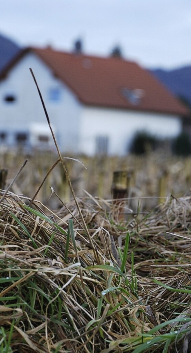 Neben dem Neubaugebiet Schleichgssche...leichgsschen 2 auf der grnen Wiese.   | Foto: Gertrude Siefke