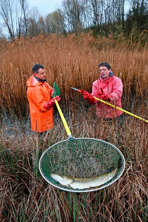 Michael Pfeiffer und Marco Haupt (von ...zt, um invasive Fischarten zu fressen.  | Foto: Heinz und Monika Vollmar