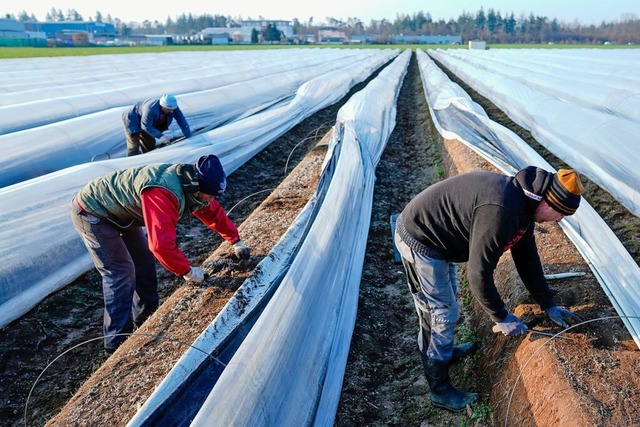 Arbeiter stechen Spargelstangen auf ei...er in beheizten Folientunneln gedeiht.  | Foto: Uwe Anspach (dpa)