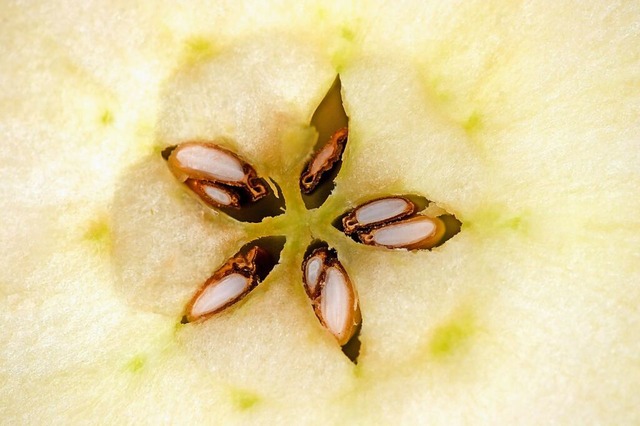 Apfelkerne enthalten Amygdalin, das im...rbeit und in sehr groen Mengen isst.  | Foto: Peter Endig (dpa)