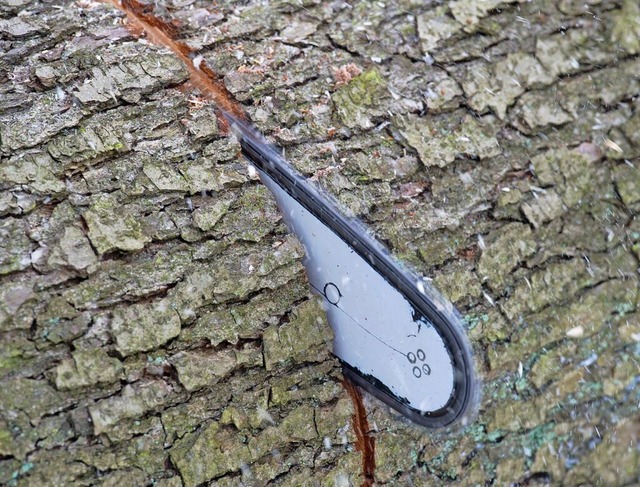 Im Gebiet Sohleck, in Weil am Rhein, werden Bume gefllt. (Symbolbild)  | Foto: Patrick Pleul