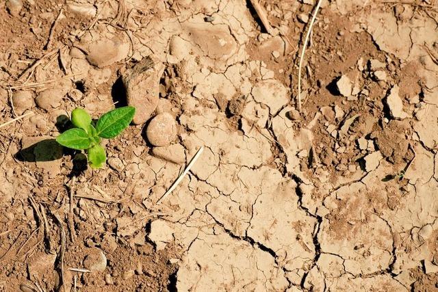 Teiche gegen Trockenheit: Neuer Verein mchte im Oberen Wiesental Wasser sichern