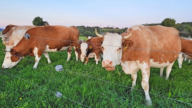 Von Milchviehwirtschaft ber unterschi...nderkulturen reicht das BLHV-Spektrum.  | Foto: Karl-Stephan Kovacs