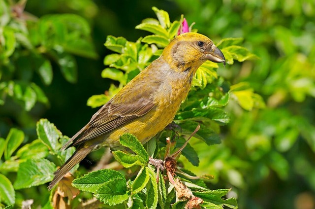 Das Weibchen des Fichtenkreuzschnabels ist grau und gelbgrn.  | Foto: Ingo Seehafer