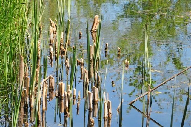 Landratsamt erklrt das Lrracher Biotop Krottenweiher fr abgefischt