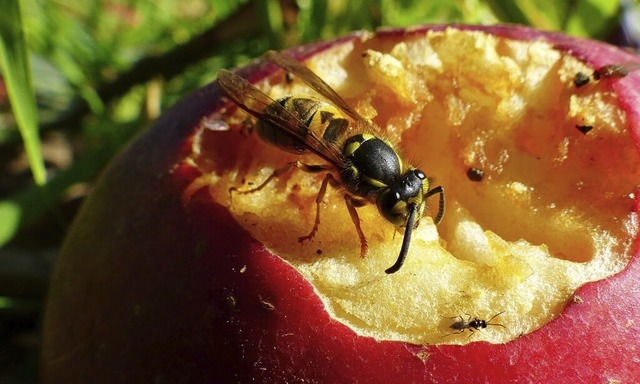 In der Hauptversammlung gab es nicht n...hrung in Topf und Garten (Symbolbild).  | Foto: Hans-Joachim Gorny