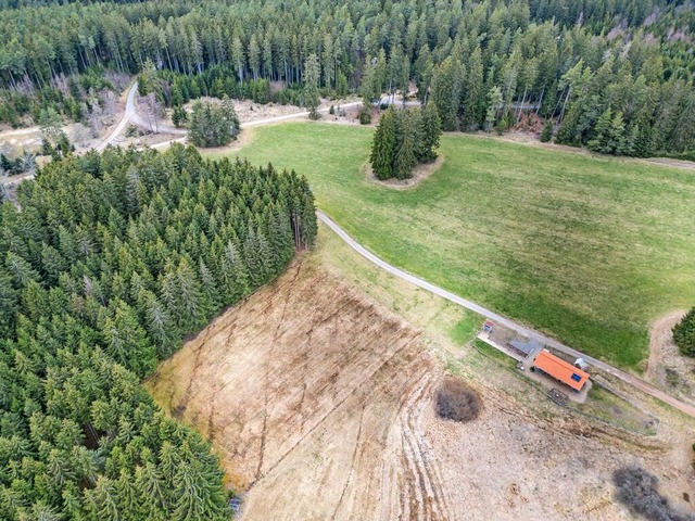 Im Gemeindewald Grafenhausen wird derz... Windpark nicht beeintrchtigt werden.  | Foto: Wilfried Dieckmann