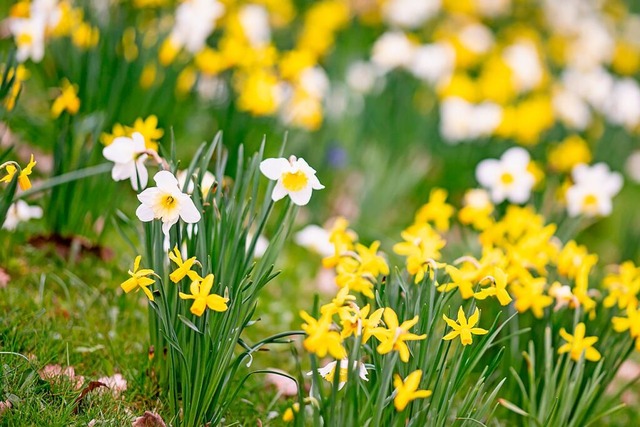 Der Frhling kommt am Donnerstag nach Baden-Wrttemberg.  | Foto: Fabian Sommer (dpa)