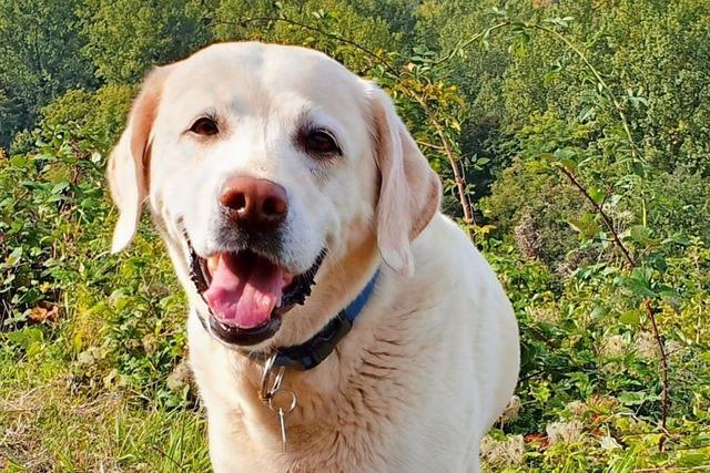 Moppeliger Labrador: Fhle mich pudelwohl und will weiter fressen