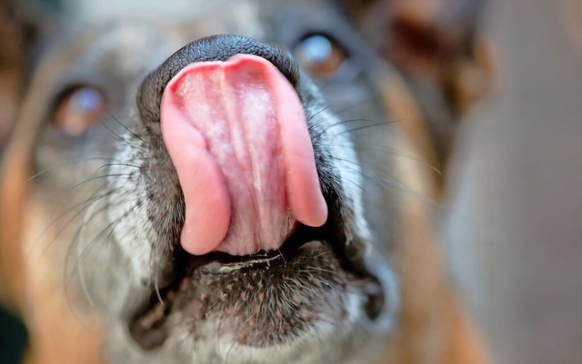 Hat ein Hund Schokolade genascht, soll...s Tier Vergiftungserscheinungen zeigt.  | Foto: Sven Hoppe (dpa)
