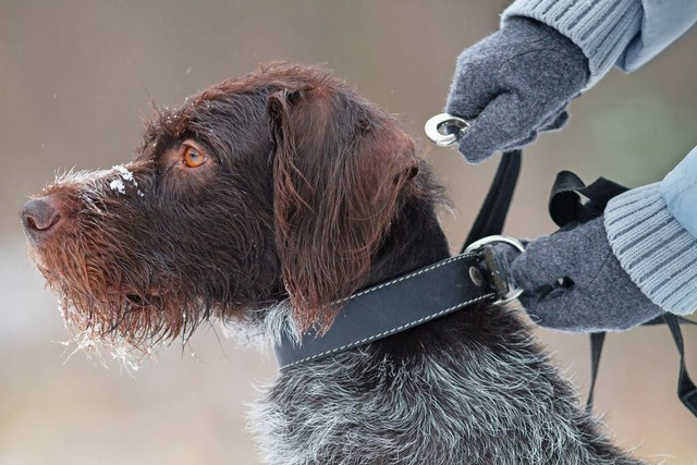 Ein freilaufender Hund der Rasse  Deut...ang und Maulkorbpflicht  (Symbolbild).  | Foto: rodimovpavel (stock.adobe.com)