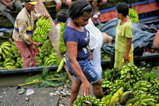 Die Banane ist durch einen Pilz bedroht – Gentechnik soll sie retten
