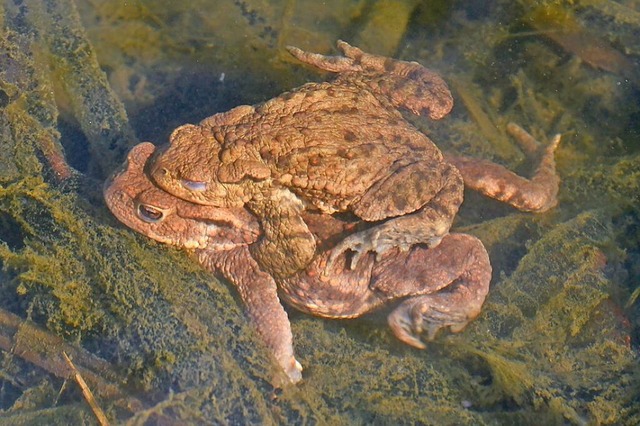 Haben den Weg  in den  Dreilndergarte...en  beim Ablaichen in den Wassergrten  | Foto: Thomas Schwarze