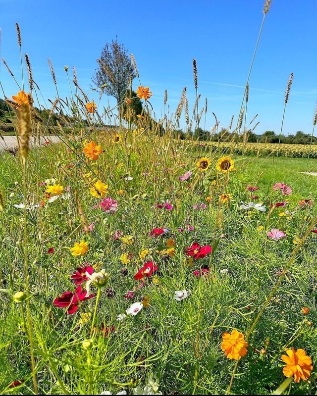 Eine Blumenwiese trgt zum Artenschutz bei.  | Foto: Gemeinde Hohberg