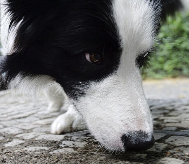 Hunde mssen erzogen werden.  | Foto: Maurizio Gambarini (dpa)