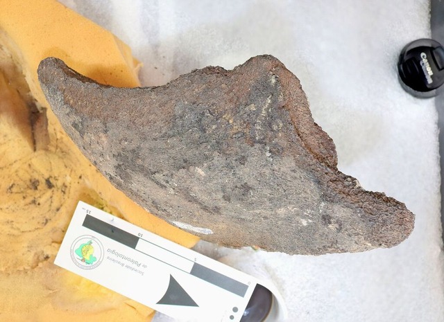 Der Holotyp der neu entdeckten Riesenschildkrte: ein massiver Unterkieferteil.  | Foto: -- (dpa)