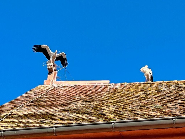 Bislang haben die Strche nicht aufgeg...wurde ein Blech zur Abwehr angebracht.  | Foto: Katrin Fehr