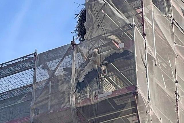 Riegeler Feuerwehr befreit Storch aus Baugerst – gleich zweimal an einem Tag