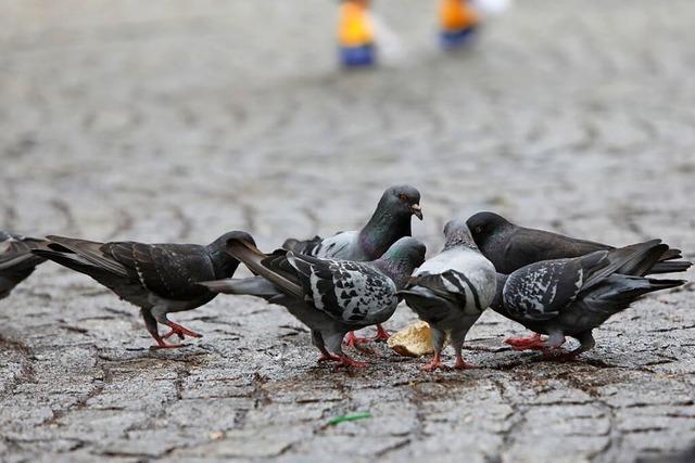 Tauben und Saatkrhen sorgen fr rger in Baden-Wrttemberg – sollte man sie tten drfen?