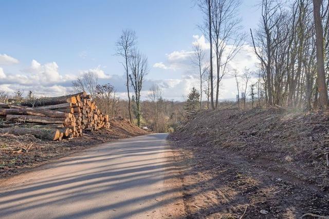 Grne in Weil am Rhein fordern Stop der Baumfllungen im Nonnenholz