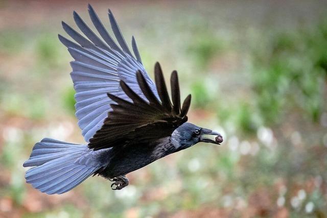 Rabenvgel breiten sich in Bad Sckingen aus - Vertreibung schwierig