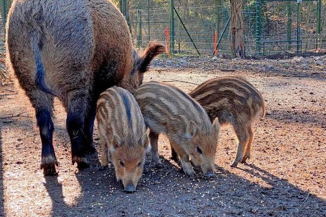 Im Basler Tierpark Lange Erlen gibt es Nachwuchs bei Wildschweinen und Zwergziegen