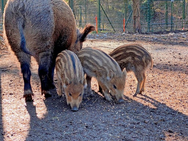 Drei von zehn Frischlingen, die sich im Wildschweingehege tummeln.  | Foto: Tierpark Lange Erlen