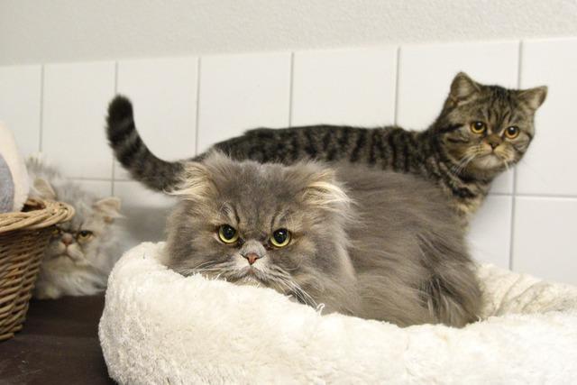 Noch 35 Katzen aus dem Tierheim Freiburg suchen dringend neue Besitzer