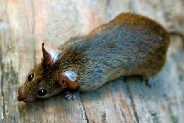Die Ratten in Rheinfelden-Karsau vermehren sich rasant