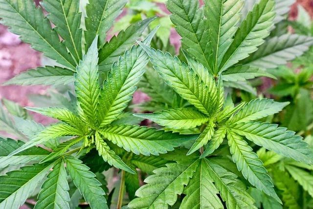 Cannabis-Streit: Baden-Wrttemberg fordert Vermittlungsausschuss