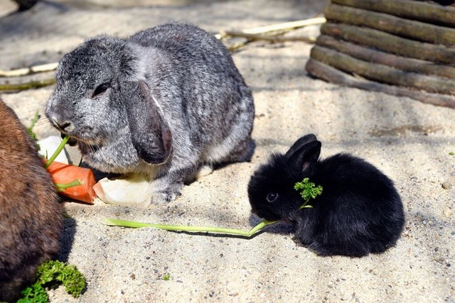 Echte Osterhasen: Kaninchen auf dem Mundenhof  | Foto: Thomas Kunz