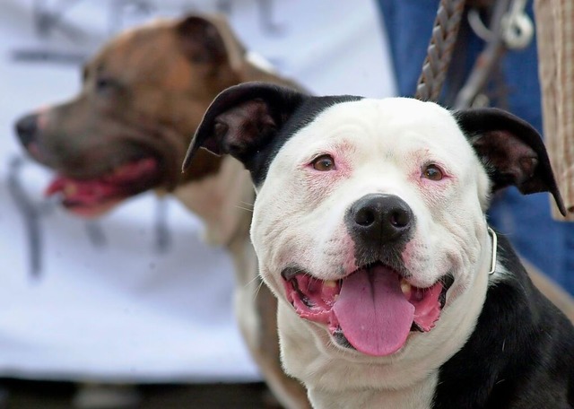 In der Verhandlung spielte ein Pitbull-Terrier eine Rolle (Symbolbild)  | Foto: Tim_Brakemeier