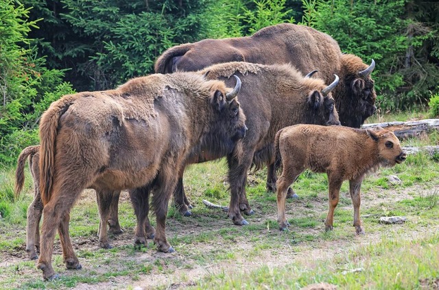 Wisente in der Wisent-Wildnis im Sauerland.  | Foto: Oliver Berg (dpa)