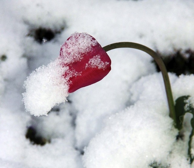 Blumen im Schnee sind dieses Jahr an Ostern nicht zu erwarten.  | Foto: Helmut Kohler