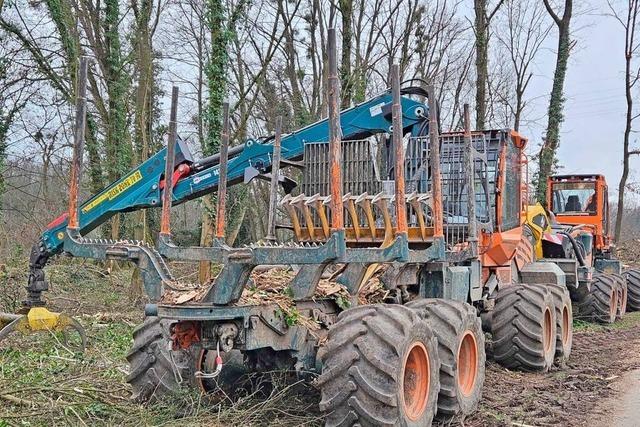 Umweltschtzer werfen der Stadt Weil am Rhein strafbares Vorgehen bei Baumfllungen vor