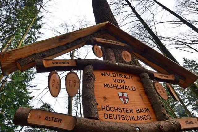 Ist Waldtraut noch der hchste Baum Deutschlands? Ein Freiburger hat einen hheren gefunden