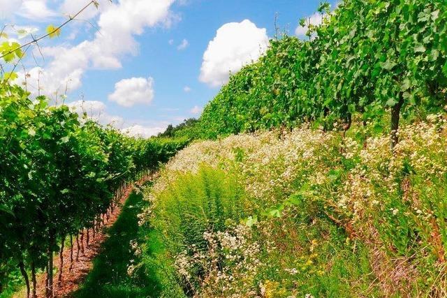 Wie kann Weinbau in Steillagen rentabler werden?