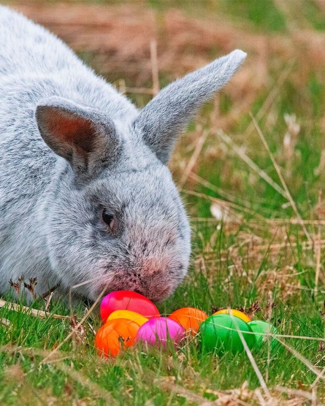 Hase  und gefrbte Eier gehren an Ostern zusammen.  | Foto: Wolfgang Scheu