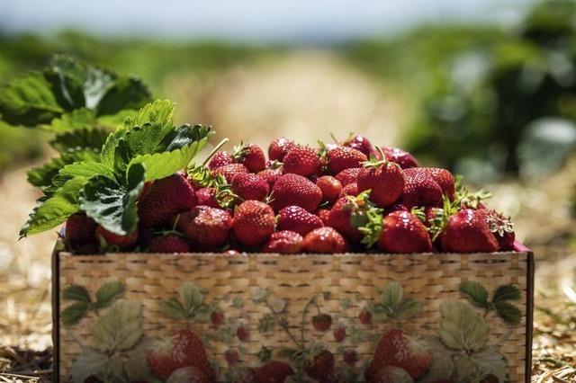 Erdbeerbauern klagen ber Preisdruck